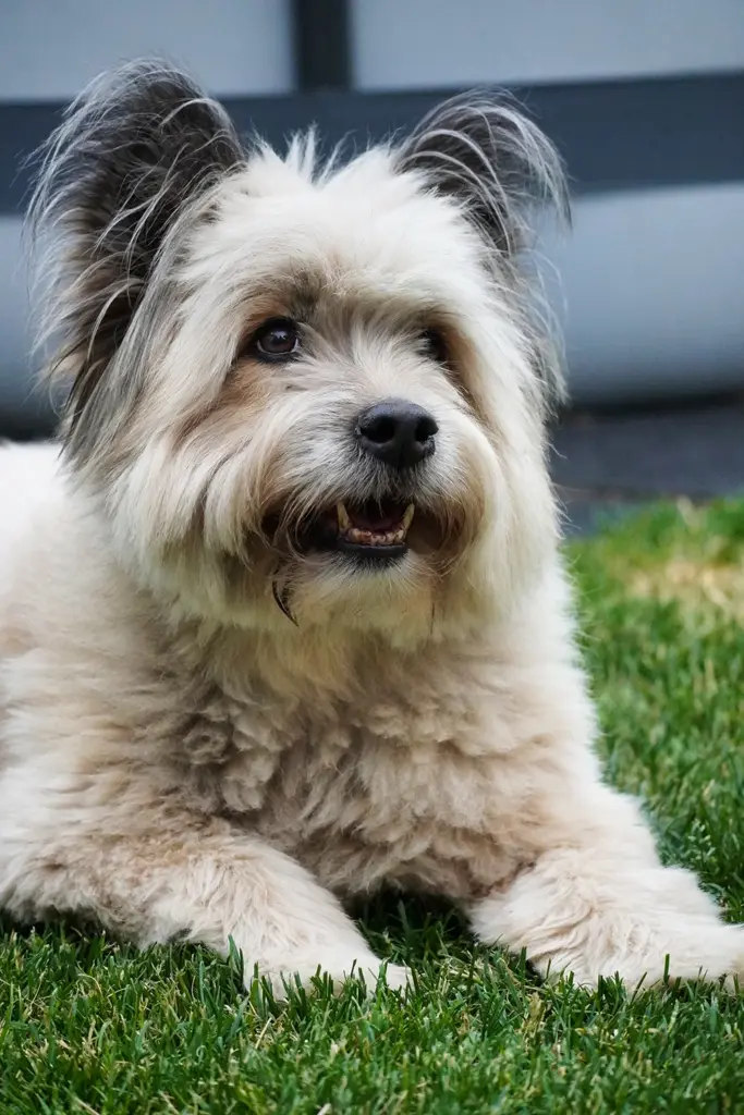 Echter Moment in Willich – Hund entspannt im Gras