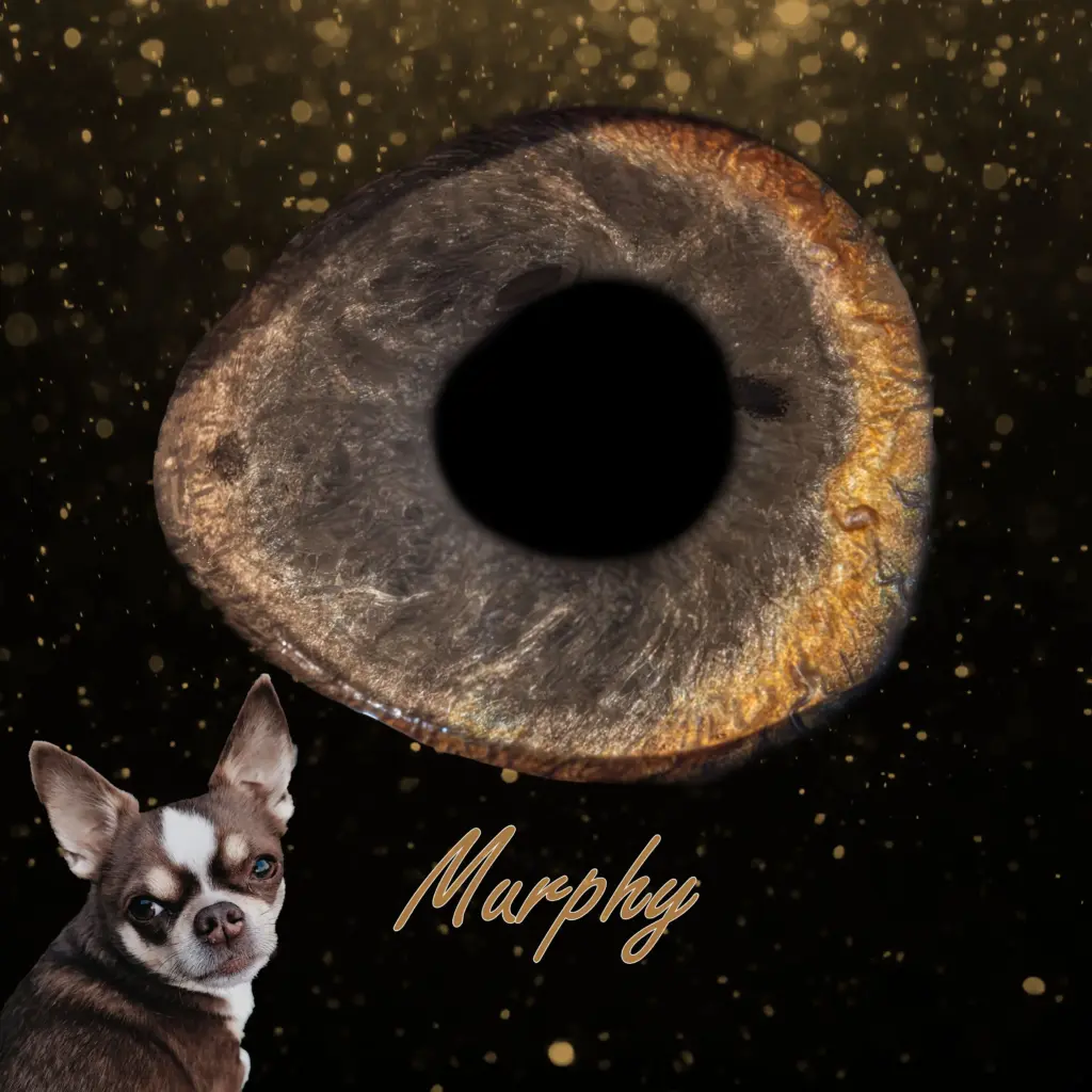 Irisfotografie – Hund Murphy mit künstlerischer Irisdarstellung